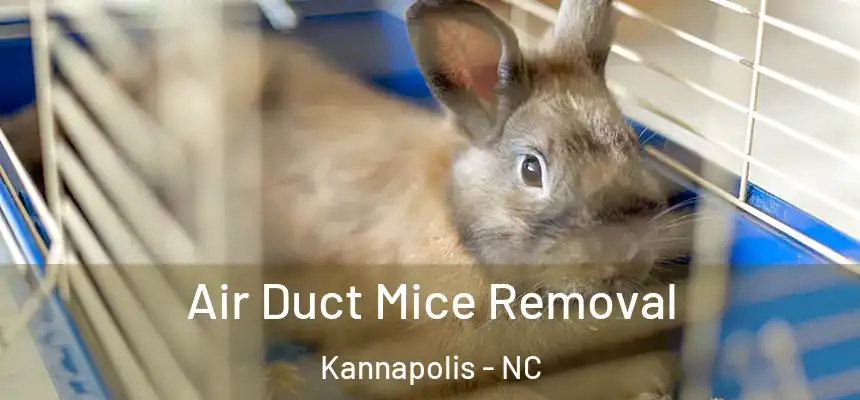 Air Duct Mice Removal Kannapolis - NC